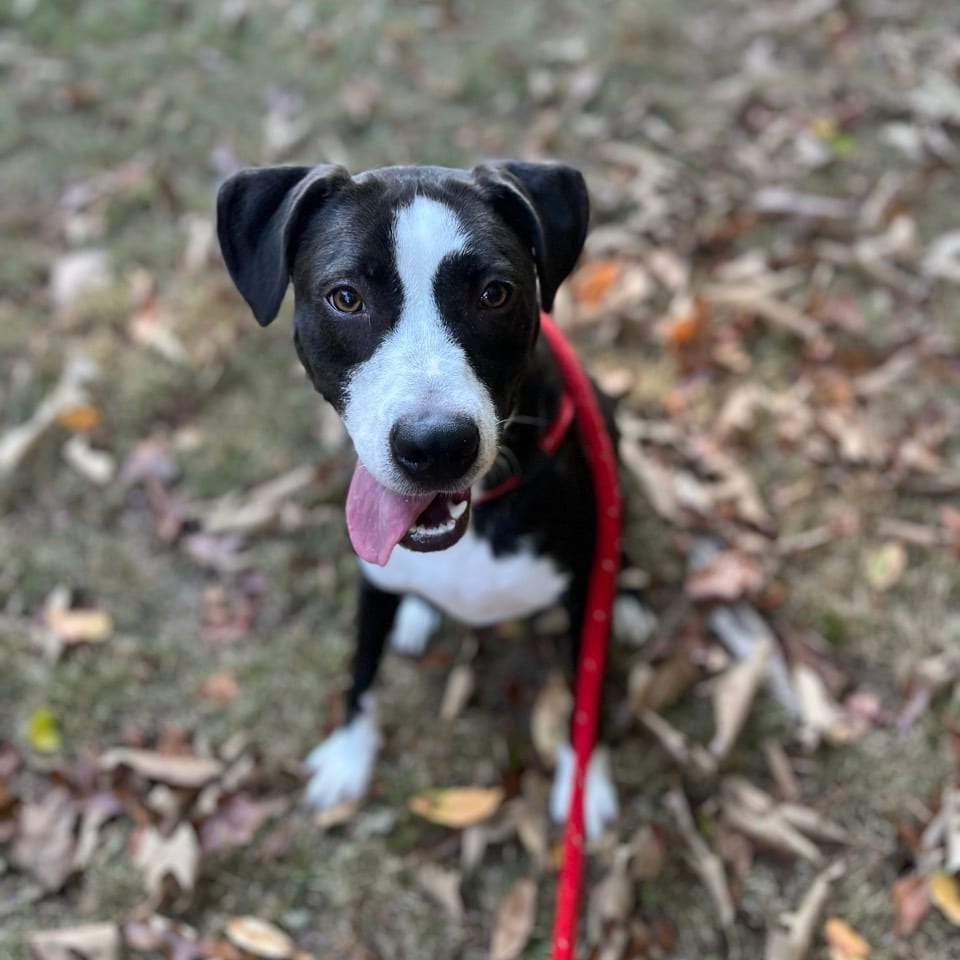 Photo of Woody, adoptable Mixed Breed (Medium) in Chattanooga, Tennessee