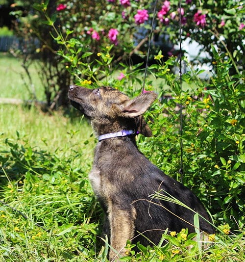 Photo of Naya-8/10 wks Spay Contract Required $425, adoptable German Shepherd Dog in Holly Hill, South Carolina