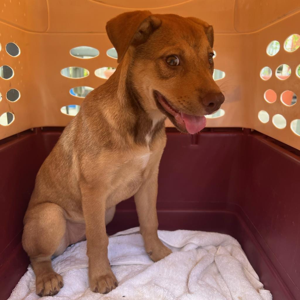 Photo of Louise, adoptable Mixed Breed (Medium) in St. Louis, Missouri