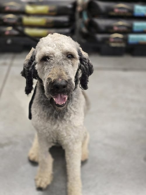 Photo of Westchester, adoptable Poodle (unknown type) in Sandy, Utah