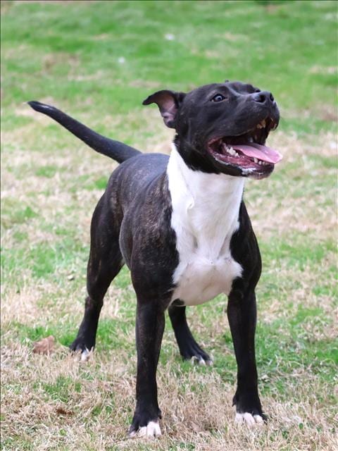 Photo of Raven, adoptable American Pit Bull Terrier in Grovetown, Georgia