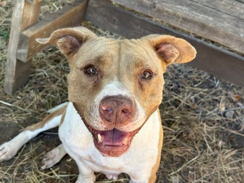 Photo of Sugar Tea, adoptable Pit Bull Terrier in Tulsa, Oklahoma