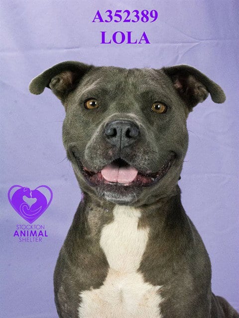 Photo of Lola, adoptable Pit Bull Terrier in Stockton, California