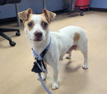 Photo of Lula, adoptable dog in Chamblee, Georgia
