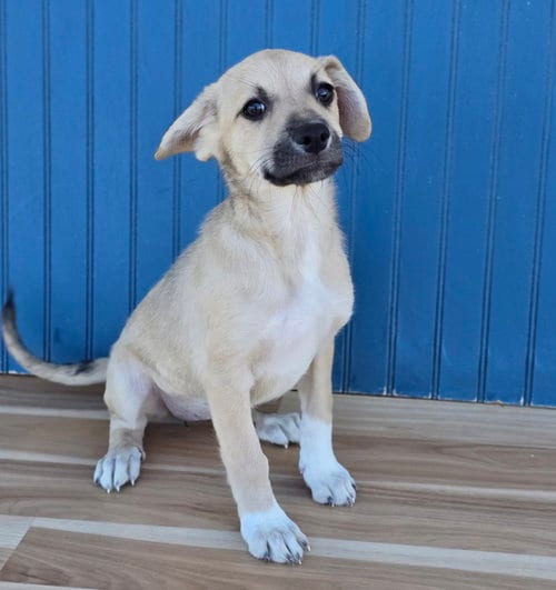 Photo of Dorothy, adoptable Labrador Retriever in Sedalia, Colorado