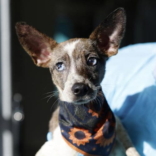 Photo of Loba, adoptable Terrier in San Antonio, Texas