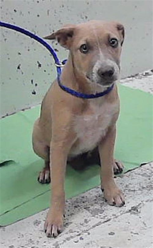 Photo of A2097145, adoptable Staffordshire Bull Terrier in Houston, Texas