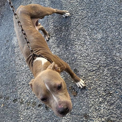 Photo of Rocky, adoptable American Staffordshire Terrier in San Antonio, Texas