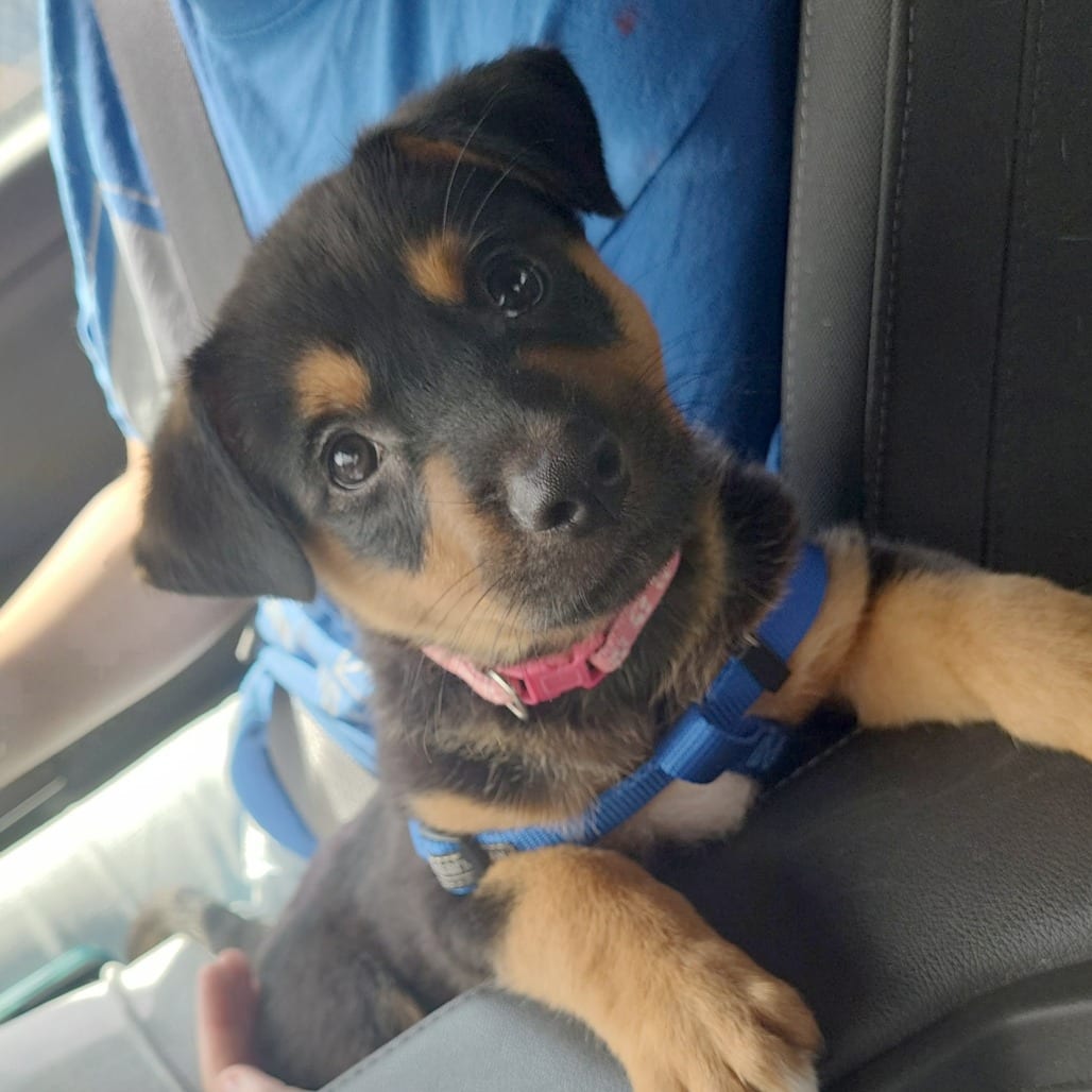 Photo of Irie, adoptable Mixed Breed (Medium) / Rottweiler in St. Louis, Missouri