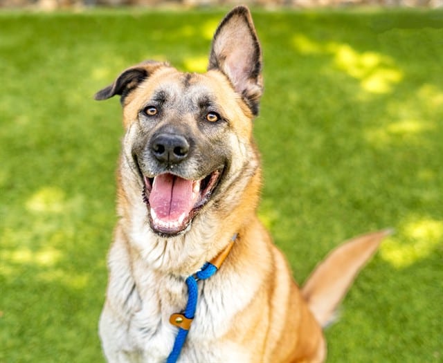 Photo of Lulu, adoptable German Shepherd Dog in San José, California
