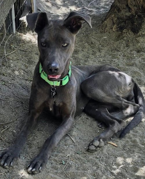 Photo of Cinder, adoptable Weimaraner in Alta Loma, California