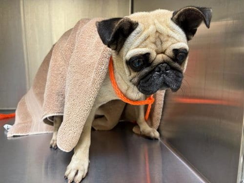 Photo of Maple, adoptable Pug in Orange, California