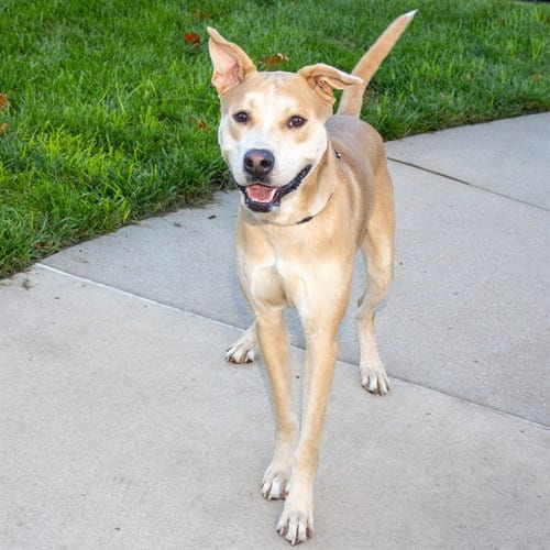 Photo of Dingo, adoptable Siberian Husky in Maryland, Missouri