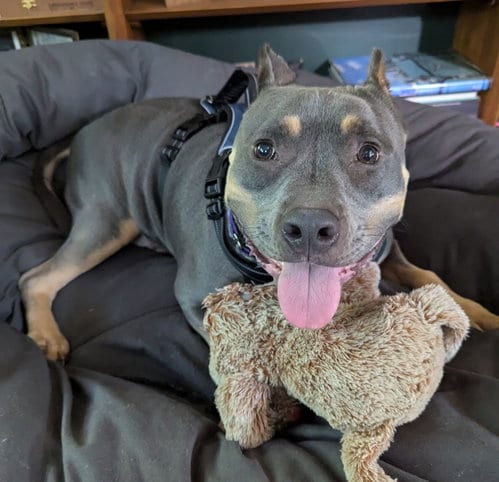 Photo of Rudy, adoptable American Pit Bull Terrier in Belleville, Michigan