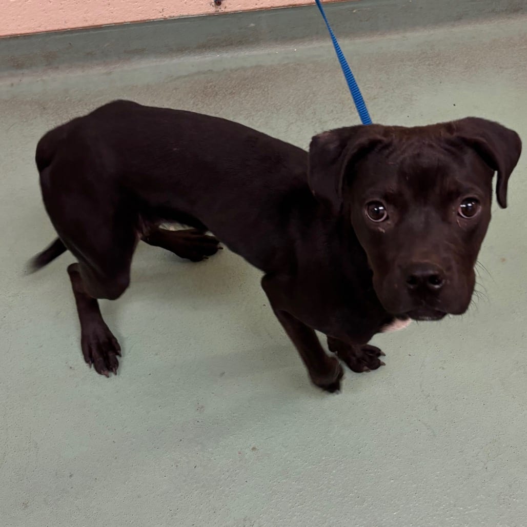 Photo of BB, adoptable dog