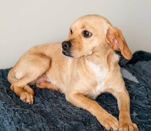 Photo of Piglet T, adoptable Chihuahua in Inglewood, California