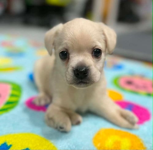 Photo of Sebastian, adoptable Cocker Spaniel in Anchorage, Alaska