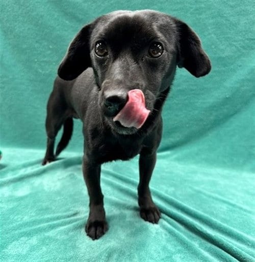 Photo of Diego, adoptable Dachshund in Anchorage, Alaska