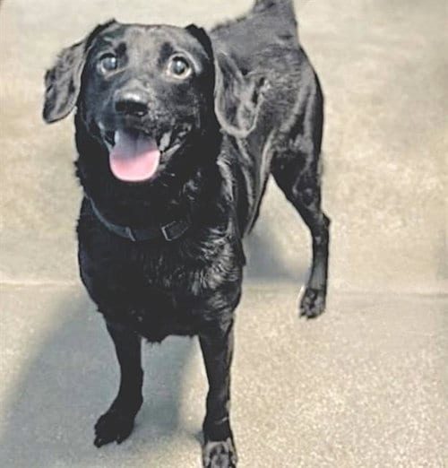 Photo of Rippley, adoptable Labrador Retriever in Houston, Texas
