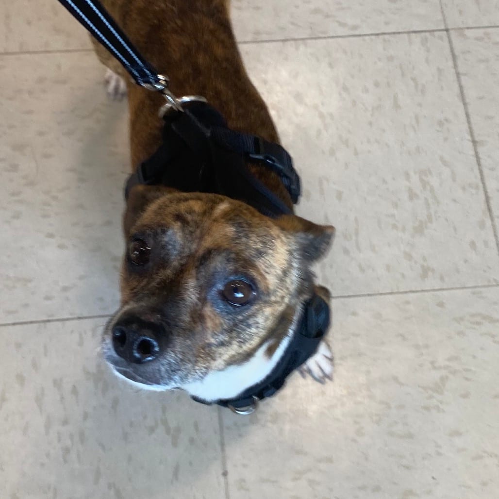 Photo of Tie, adoptable Terrier in Georgia, Georgia