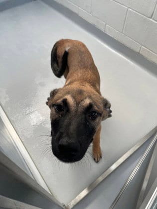Photo of Bently, adoptable Belgian Shepherd Malinois in Rowlett, Texas