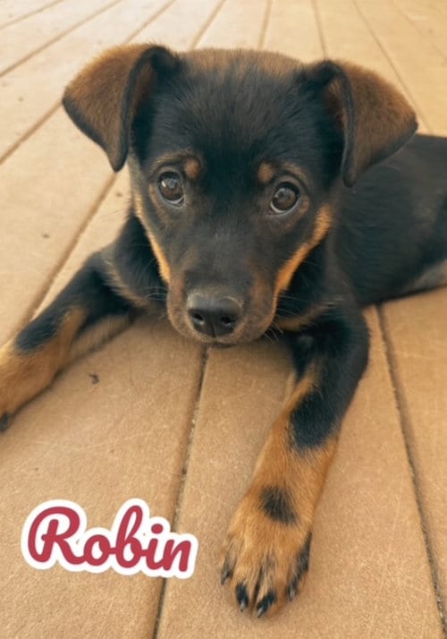 Photo of Robin, adoptable Miniature Pinscher in Lexington Park, Maryland