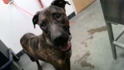 Photo of Wall-E, adoptable dog in Farmington, New Mexico