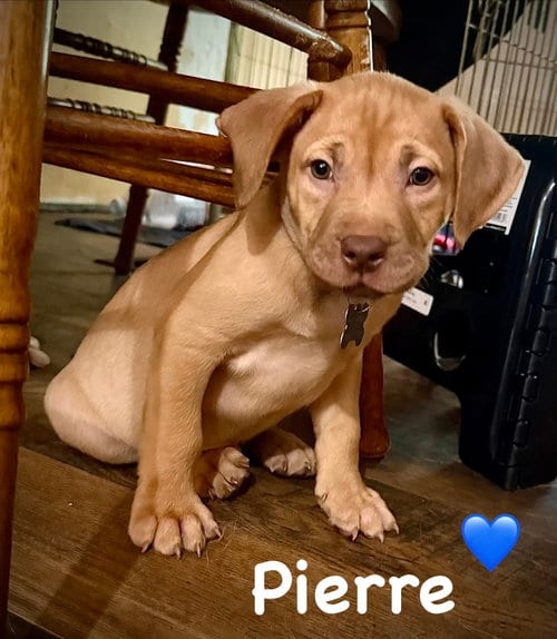 Photo of Pierre- Belles & Beau Litter, adoptable American Staffordshire Terrier in Holly Springs, North Carolina
