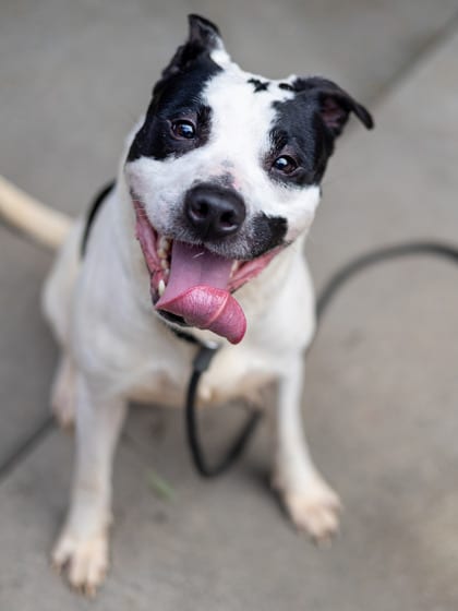 Photo of Asher, adoptable dog in Chamblee, Georgia