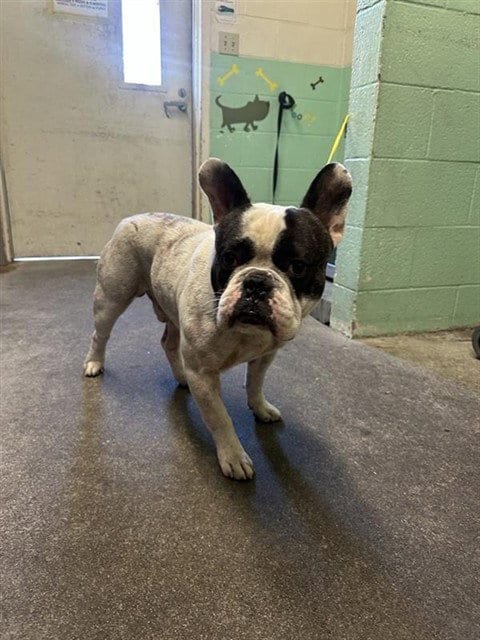 Photo of Drako, adoptable French Bulldog in Sacramento, California