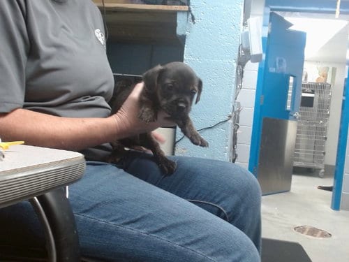 Photo of Jupiter, adoptable Cairn Terrier in Albuquerque, New Mexico