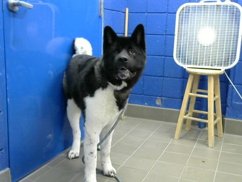 Photo of Barth, adoptable Akita in Albuquerque, New Mexico