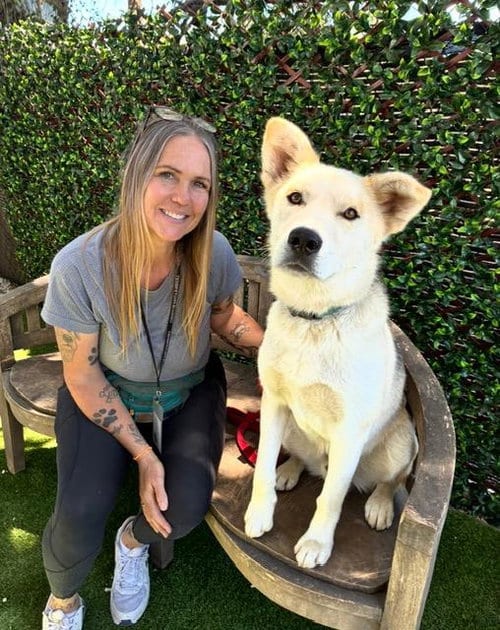 Photo of Troy, adoptable German Shepherd Dog in Santa Barbara, California