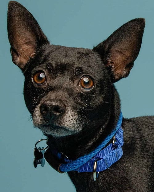Photo of Hyde, adoptable Chihuahua in Kennesaw, Georgia