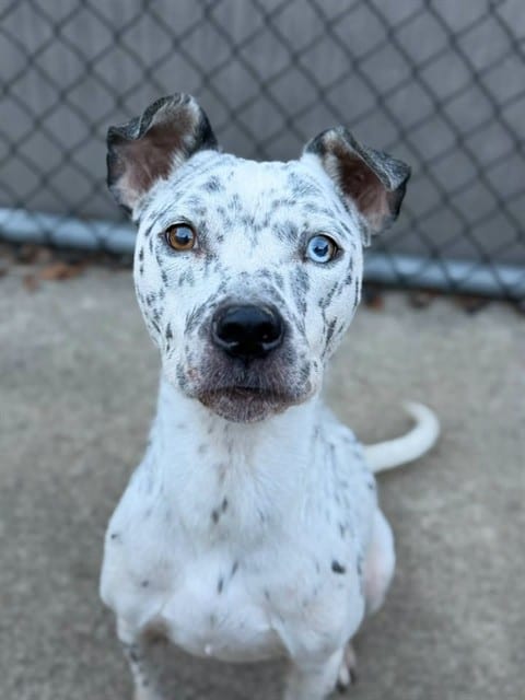 Photo of Melissa, adoptable American Pit Bull Terrier mix in Chicago, Illinois
