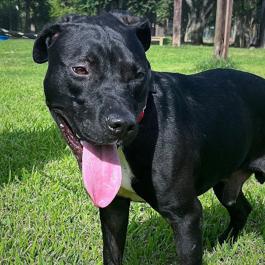Photo of Courage, adoptable Terrier, American Pit Bull in Houston, Texas