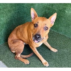 Photo of Harley, adoptable German Shepherd Dog in Lancaster, California