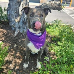 Photo of Maxine JuM, adoptable Blue Lacy/Texas Lacy Labrador Retriever in Hartford, Connecticut