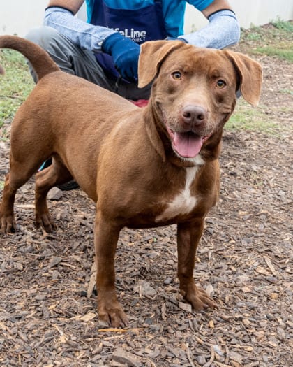 Photo of Sunni, adoptable dog in Chamblee, Georgia
