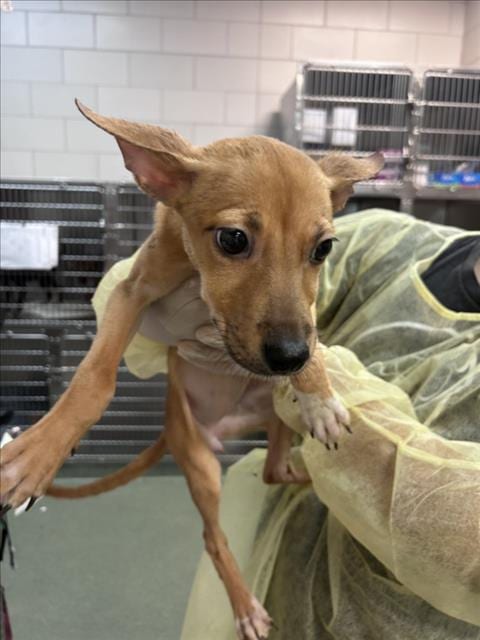 Photo of Carmela, adoptable Mixed Breed in Santa Fe, New Mexico