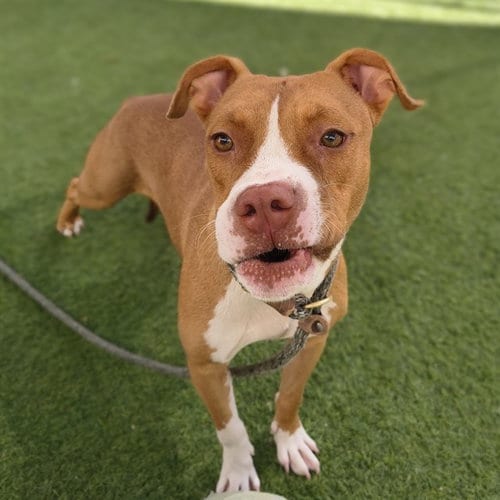 Photo of Salmon, adoptable Boxer in Phoenix, Arizona