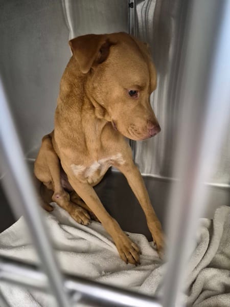 Photo of Ic 3c Rex, adoptable Pit Bull cross in Lawrenceville, Georgia