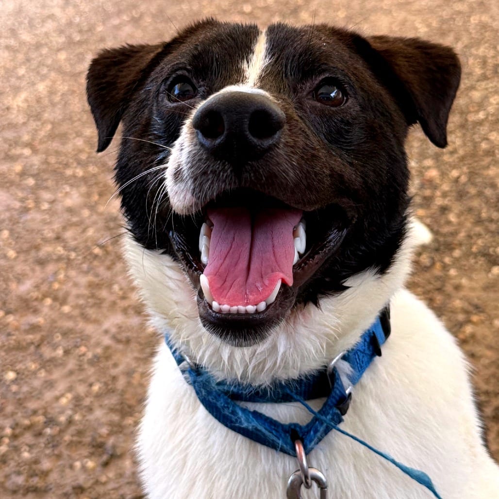 Photo of Melvin, adoptable Terrier / Mix in Berea, Ohio