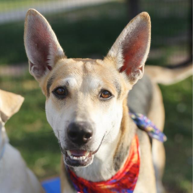 Photo of Roxy, adoptable dog in San Antonio, Texas