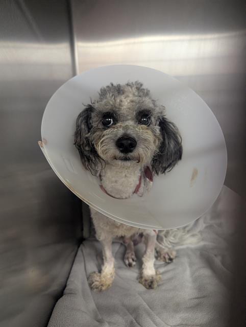 Photo of Benz, adoptable Poodle (Miniature) in Downey, California
