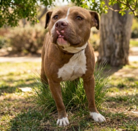 Photo of Flint, adoptable Pit Bull Terrier in San Pedro, California