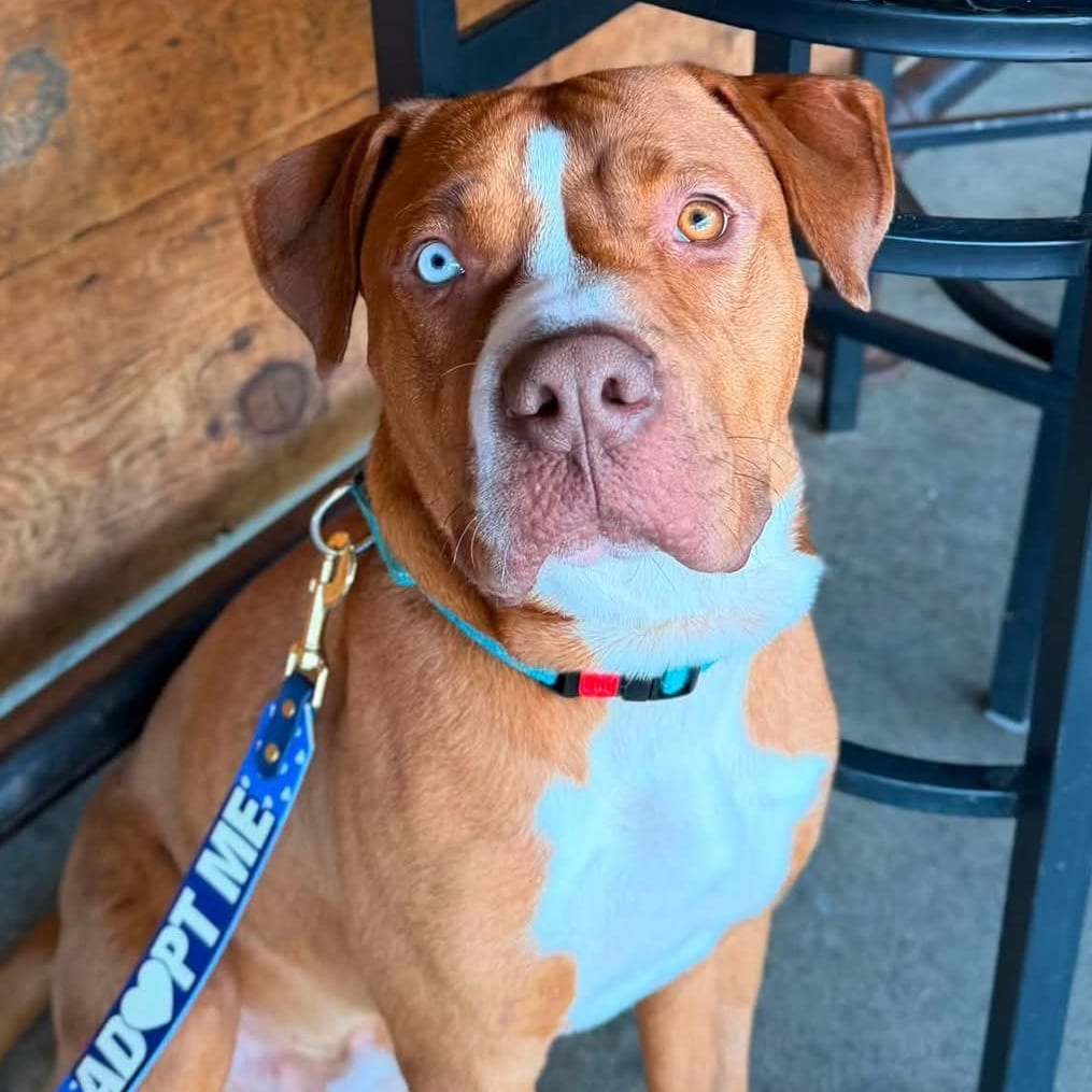 Photo of Sultan, adoptable Mixed Breed (Large) in Ohio, Ohio