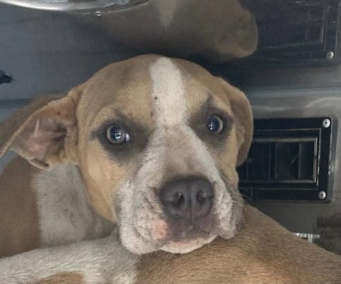 Photo of Thunder, adoptable Pit Bull Terrier in Dallas, Texas