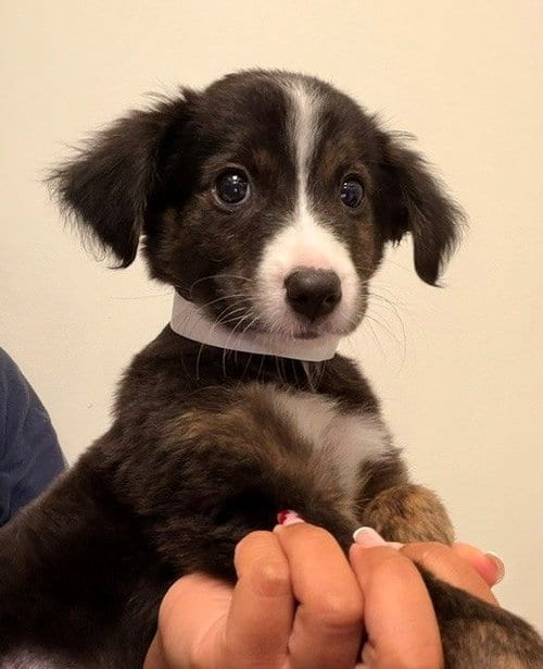 Photo of Georgie, adoptable Unknown breed in Rancho Santa Fe, California