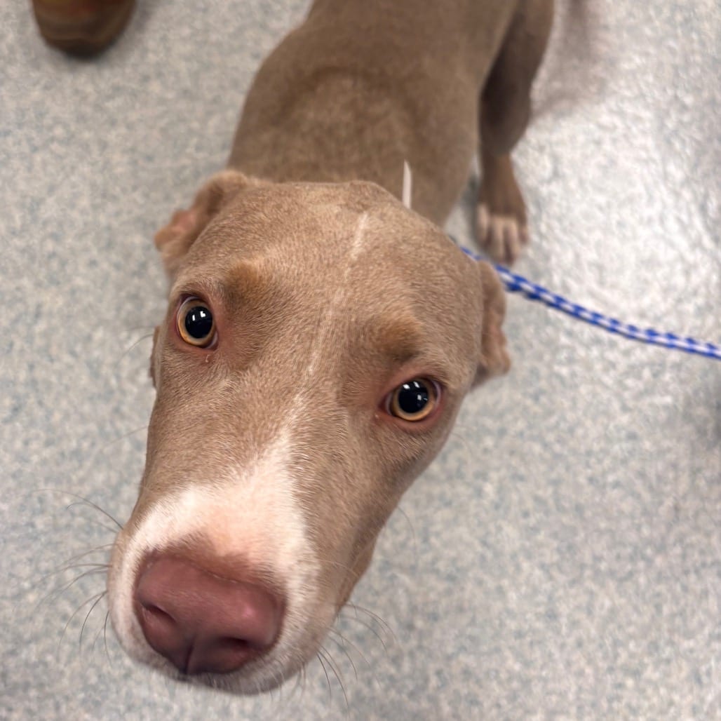 Photo of Phantom, adoptable Terrier, American Staffordshire / Mix in Spartanburg, South Carolina